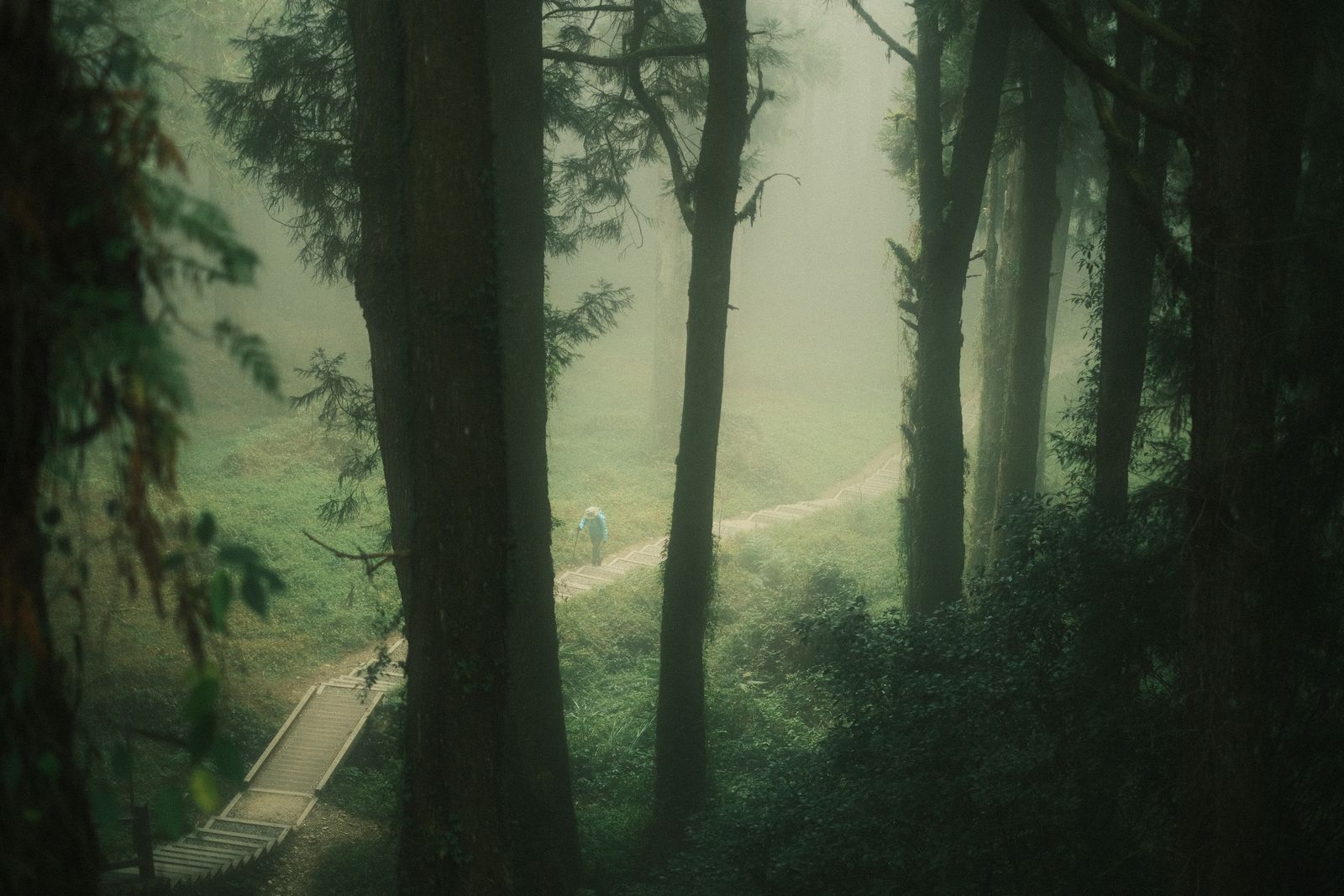 Ancient red cypress trees over a thousand years old along the Giant Tree Trail in Alishan, Taiwan