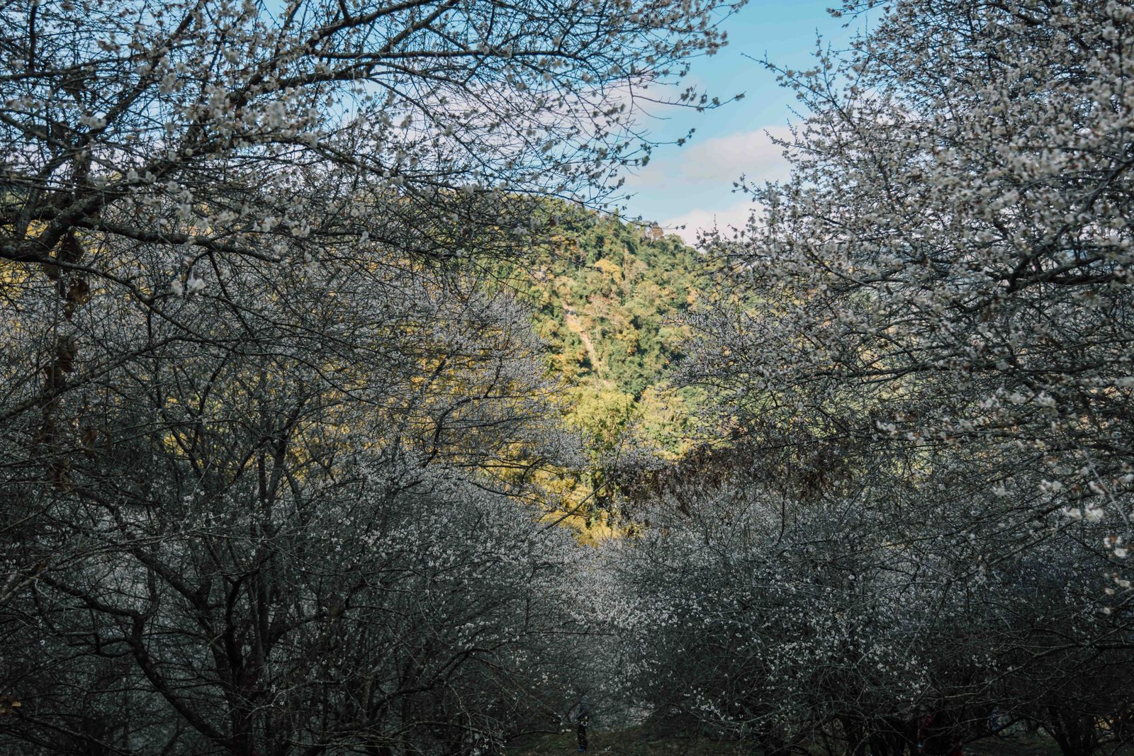 Cherry blossoms blooming along the trails of Alishan National Forest Recreation Area in spring