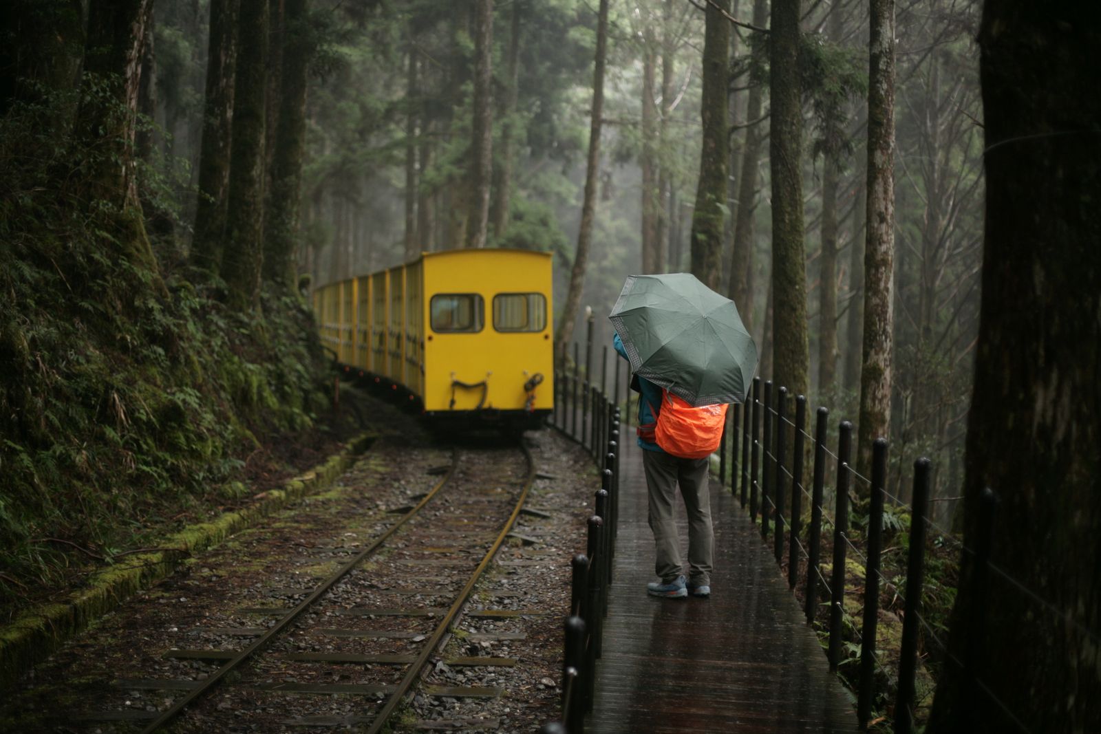 Narrow-gauge Alishan Forest Railway train winding through the mountain forest, Chiayi, Taiwan