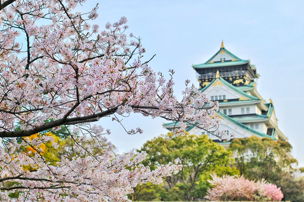 Osaka Castle framed by blooming cherry blossom trees in Nishinomaru Garden
