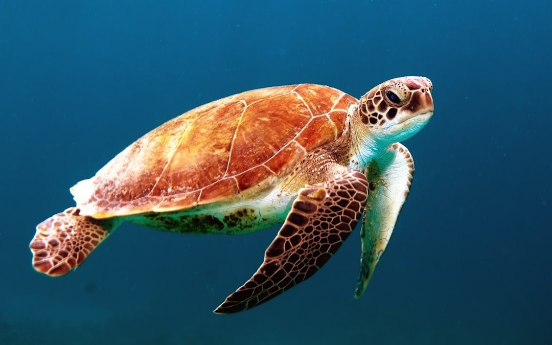 Little Liuqiu is one of the best places in Asia to snorkel with wild sea turtles