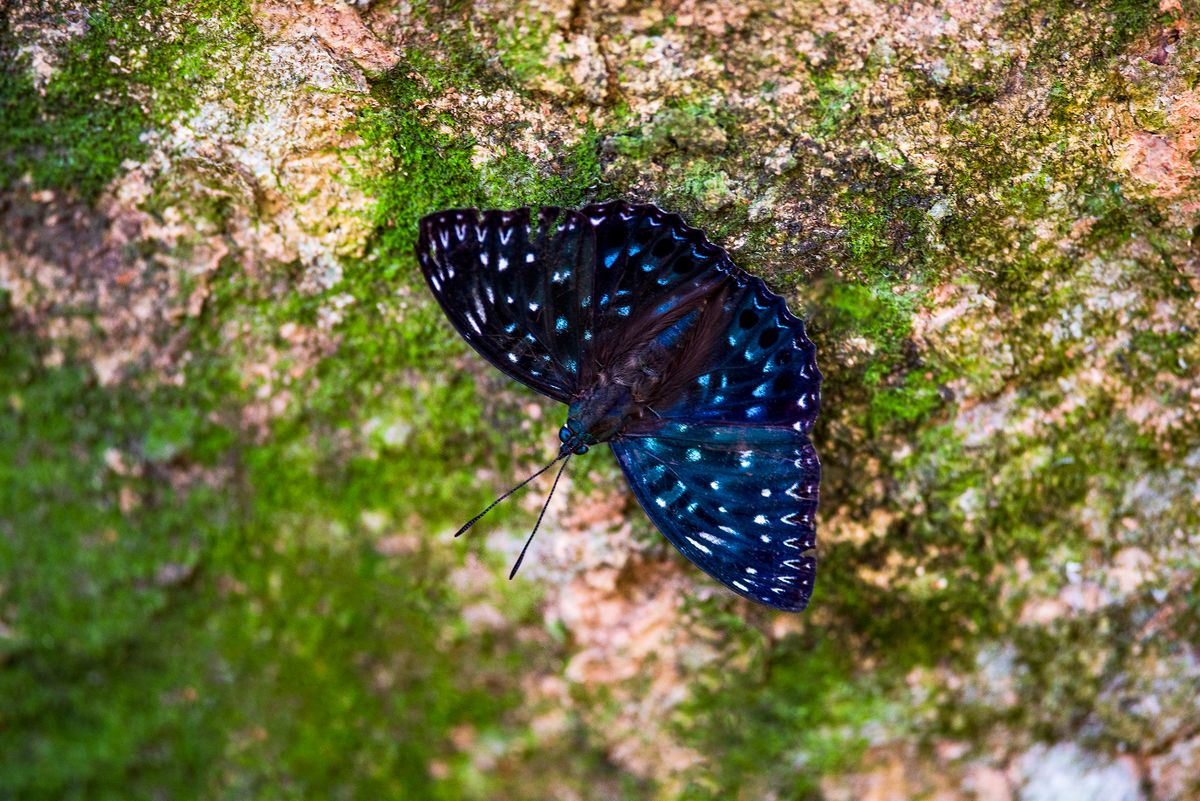 Subtropical forest trail inside Sheding Nature Park, Kenting National Park